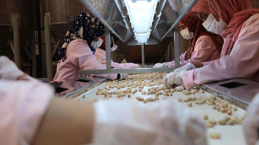 Türkiye'nin en önemli fıstık üretim merkezlerinden Siirt'te bereket yılı! Aşırı yağışlar nedeniyle rekolte ve talebin artması bekleniyor