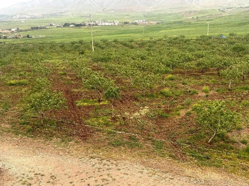 Türkiye'nin en önemli fıstık üretim merkezlerinden Siirt'te bereket yılı! Aşırı yağışlar nedeniyle rekolte ve talebin artması bekleniyor