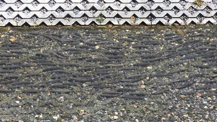 Dünyada sadece Van'da var! 100 yıl sonra bir ilk, cami önünde ortaya çıktı