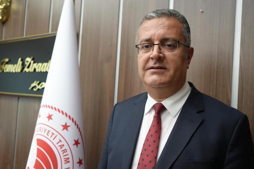 %75 hibeyle dağıtılmıştı Samsunlu çiftçiler ekmeye başladı: 5 yılda 40 kat büyüdü, dönümde 300 kilo veriyor