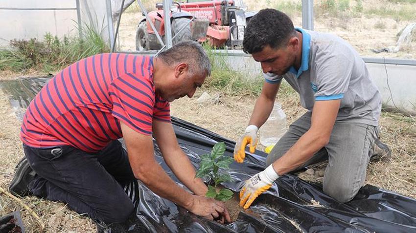 Çukurova'da bir ilk hayata geçiyor: 'Adana kahvesini dünyaya yaymak istiyoruz'