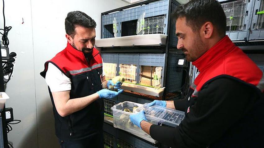 Kars kazı geleceğe taşınıyor! 1500 yumurtayla başlayan dev projede ilk teslimat yapıldı: Sırada modern entegre tesis var