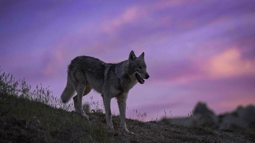 Kapadokya'nın bilinmeyen yüzü belgesele konu oldu: Peri bacalarında Anadolu Parsı ve kar leoparı