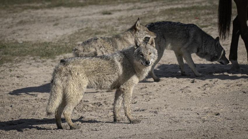 Kapadokya'nın bilinmeyen yüzü belgesele konu oldu: Peri bacalarında Anadolu Parsı ve kar leoparı