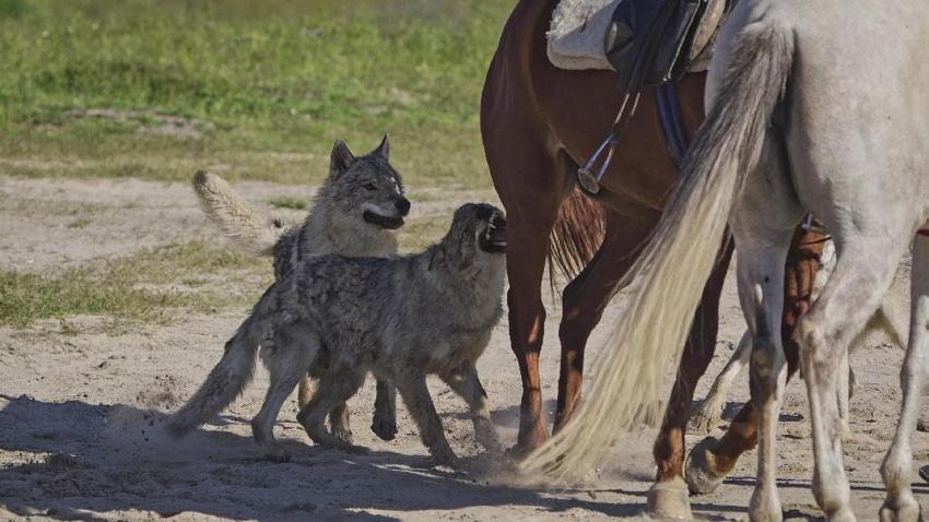 Kapadokya'nın bilinmeyen yüzü belgesele konu oldu: Peri bacalarında Anadolu Parsı ve kar leoparı
