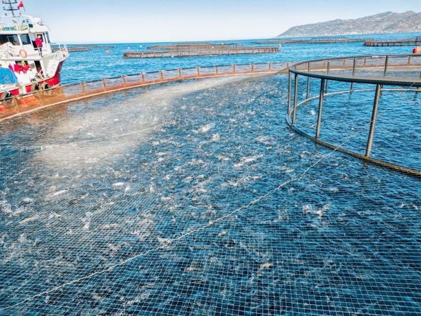 Karadeniz’de yetişiyor, 20 ayda servete dönüşüyor: Talepler patladı, 19 ülke almak için yarışıyor