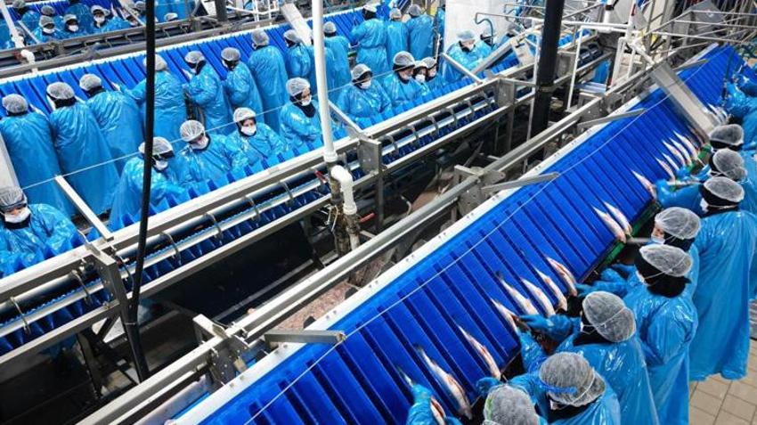 Karadeniz’de yetişiyor, 20 ayda servete dönüşüyor: Talepler patladı, 19 ülke almak için yarışıyor