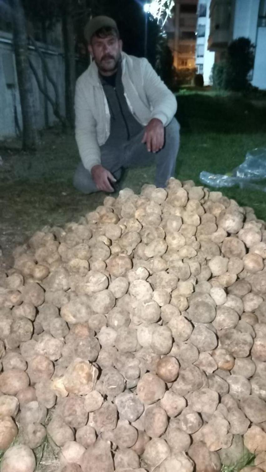 Günlük 60 bin liralık mantar topluyor: Konya'da dolaman kurdu mesaiye başladı