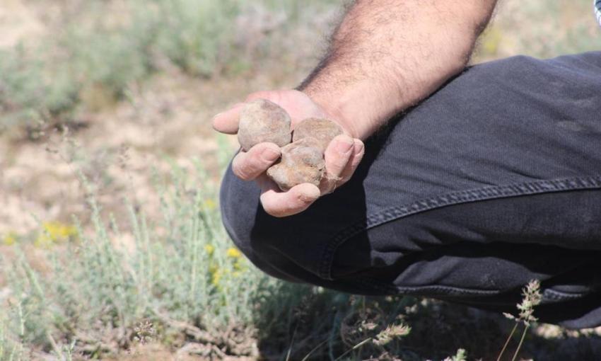 Günlük 60 bin liralık mantar topluyor: Konya'da dolaman kurdu mesaiye başladı