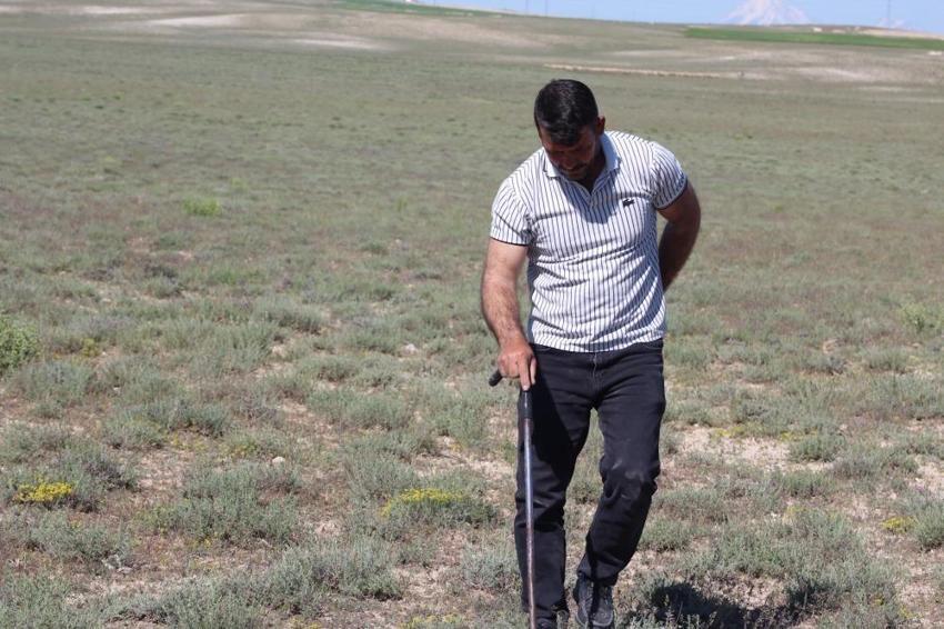 Günlük 60 bin liralık mantar topluyor: Konya'da dolaman kurdu mesaiye başladı