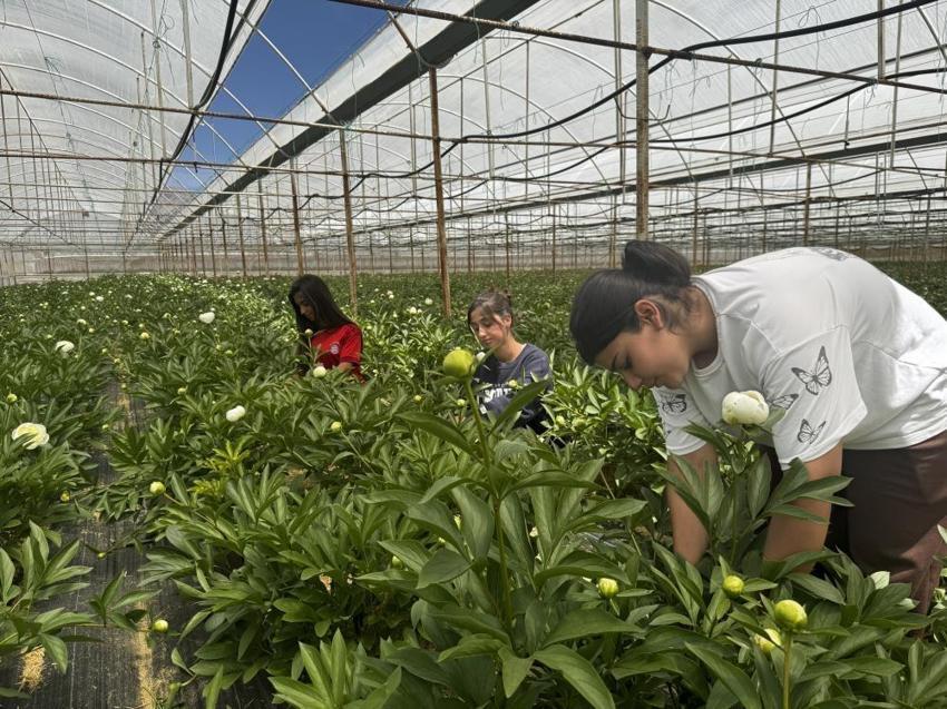 Tanesi 150 TL’den satılıyor! Antalya’da yüzlerce kişiye iş kapısı oldu: 81 ilden sipariş yağıyor