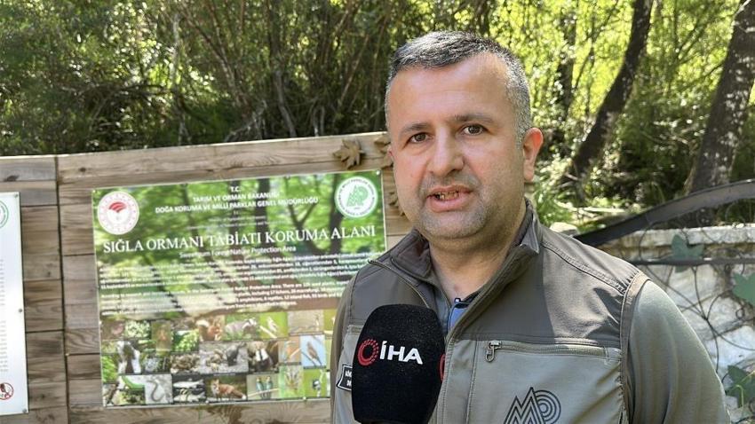 7 gün 24 saat korunan orman: Sadece bilim insanları girebiliyor, nadir ağaç türü yer alıyor
