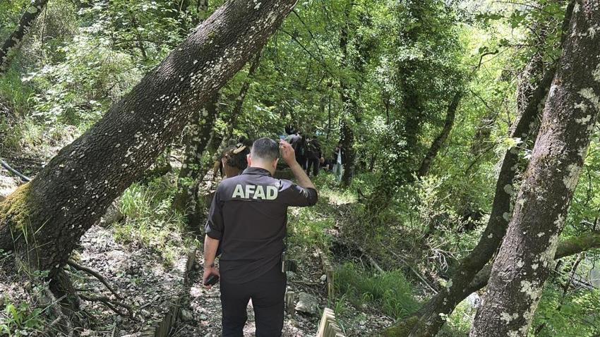 7 gün 24 saat korunan orman: Sadece bilim insanları girebiliyor, nadir ağaç türü yer alıyor