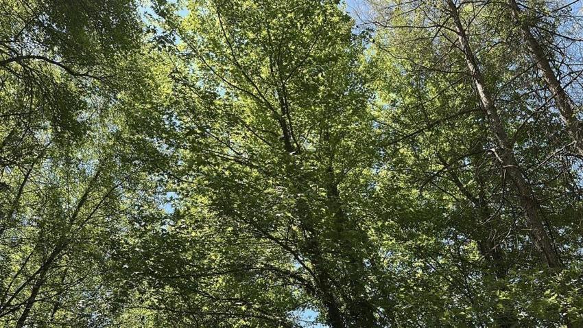 7 gün 24 saat korunan orman: Sadece bilim insanları girebiliyor, nadir ağaç türü yer alıyor