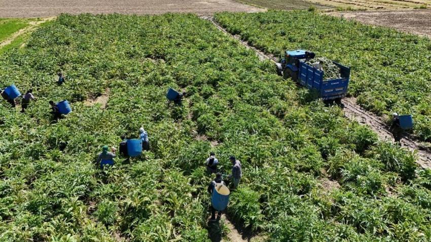 İki kardeş İstanbul'dan Aydın'a gelip bu işe girdiler: Günde 2 bin adet hazırlayıp yüksek gelir elde ediyorlar