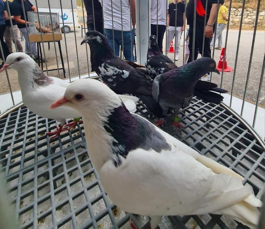 Denizli'nin yüz yıllık mirası: Dolapçı Güvercinleri piyasaya çıktı