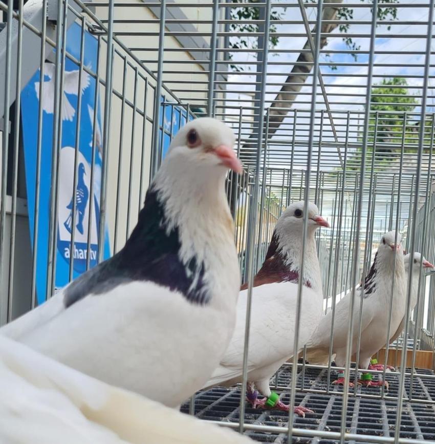 Denizli'nin yüz yıllık mirası: Dolapçı Güvercinleri piyasaya çıktı