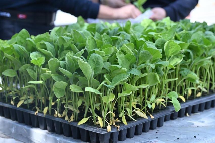 Manisa'da üretici bu kez sokakta kazandı! 34 bin adet verildi