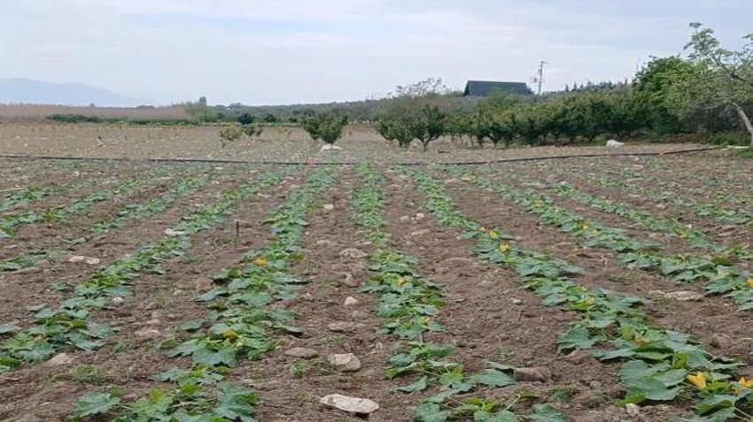 Bursa'da sezonun ilk hasadı başladı! Tarladaki fiyat üreticinin yüzünü güldürdü: Kapış kapış gidiyor!