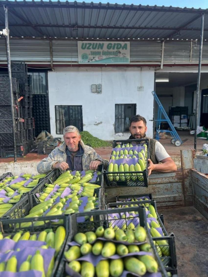 Bursa'da sezonun ilk hasadı başladı! Tarladaki fiyat üreticinin yüzünü güldürdü: Kapış kapış gidiyor!