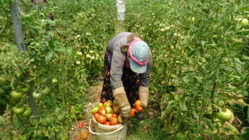Hatay seralarında domates mesaisi başladı! Verim düştü ama fiyat çiftçiyi kurtardı!: Kilosu 60 TL!