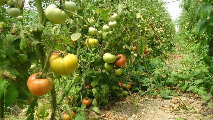 Hatay seralarında domates mesaisi başladı! Verim düştü ama fiyat çiftçiyi kurtardı!: Kilosu 60 TL!