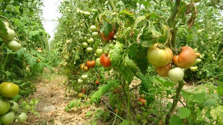 Hatay seralarında domates mesaisi başladı! Verim düştü ama fiyat çiftçiyi kurtardı!: Kilosu 60 TL!