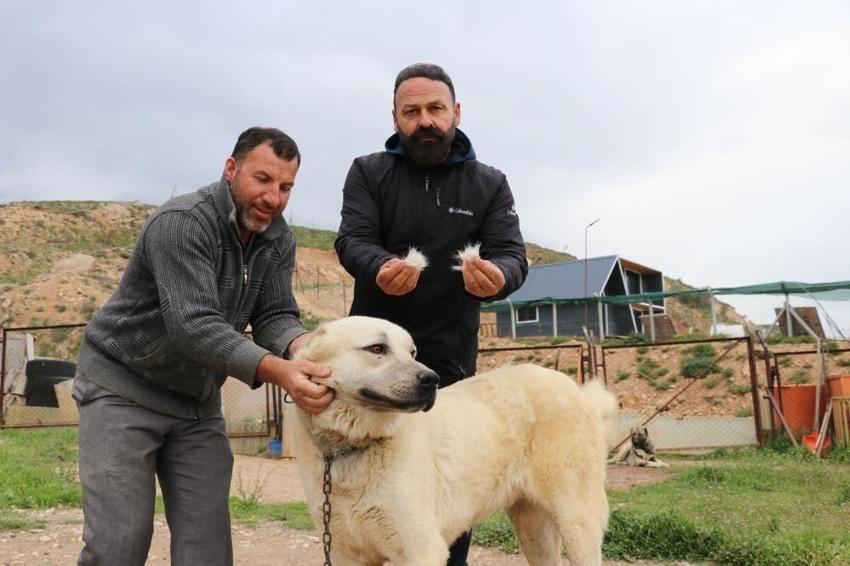 Dengesiz havalar Sivas'ta depresyona soktu: Anadolu Aslanları'nın tüyleri değişti