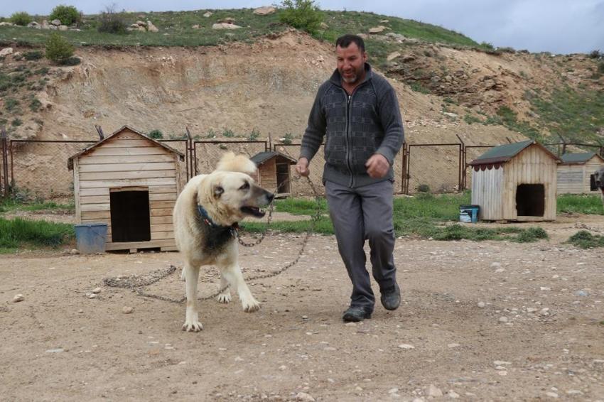 Dengesiz havalar Sivas'ta depresyona soktu: Anadolu Aslanları'nın tüyleri değişti