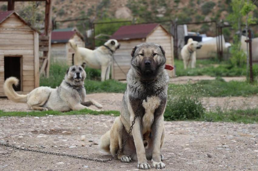Dengesiz havalar Sivas'ta depresyona soktu: Anadolu Aslanları'nın tüyleri değişti