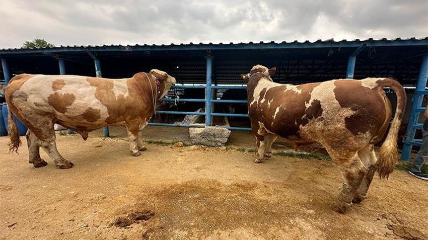 Kurban pazarında besicinin isyanı: Daha satmadan 650 bin lira gitti!