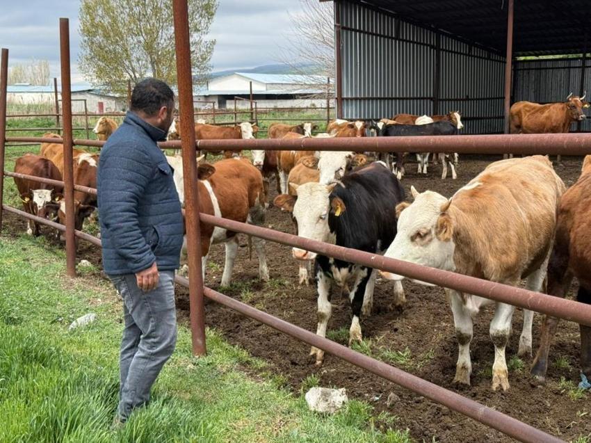 Eskişehir'de kurbanlıklar kapış kapış gitti! Pazarda büyükbaş hayvan kalmadı