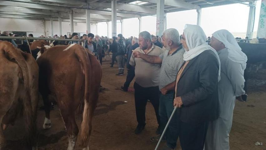 Kurbanlık fiyatlarını yükselten rekabet: Besici ve komisyoncular piyasayı dalgalandırıyor