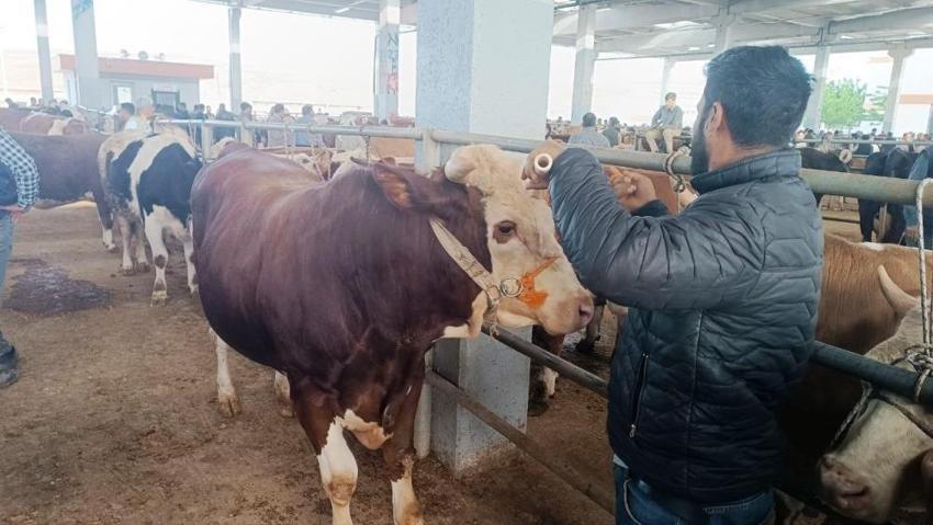 Kurbanlık fiyatlarını yükselten rekabet: Besici ve komisyoncular piyasayı dalgalandırıyor