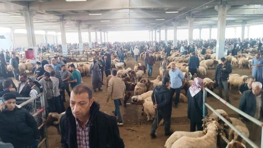 Kurbanlık fiyatlarını yükselten rekabet: Besici ve komisyoncular piyasayı dalgalandırıyor