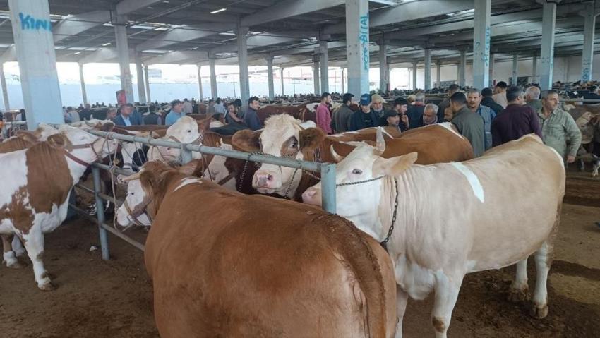 Kurbanlık fiyatlarını yükselten rekabet: Besici ve komisyoncular piyasayı dalgalandırıyor