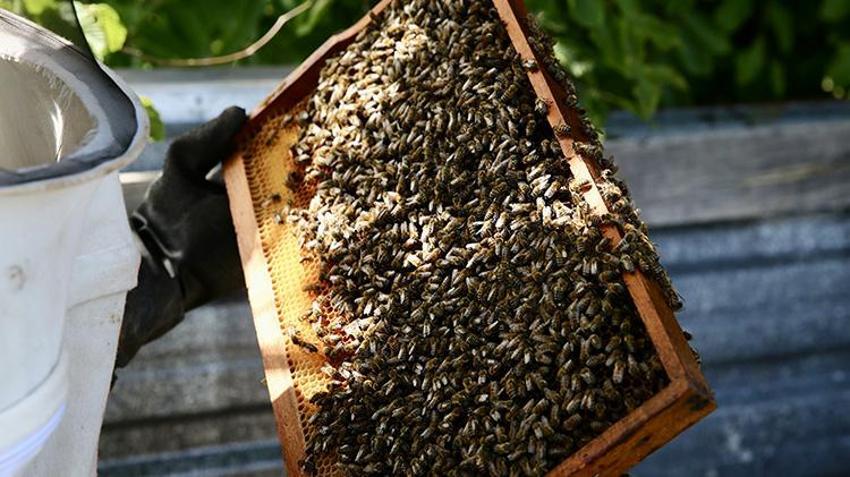 İstanbul'u terk edip Giresun'a yerleştiler! 36 yıldan beri aynı işle geçimlerini sağlıyorlar