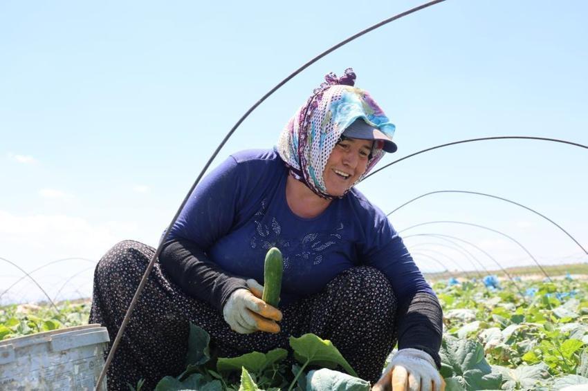 Adana'da ata tohumuyla yetiştiriliyor! 15 gün bozulmuyor, kilosu tezgahta 40 TL’ye çıktı