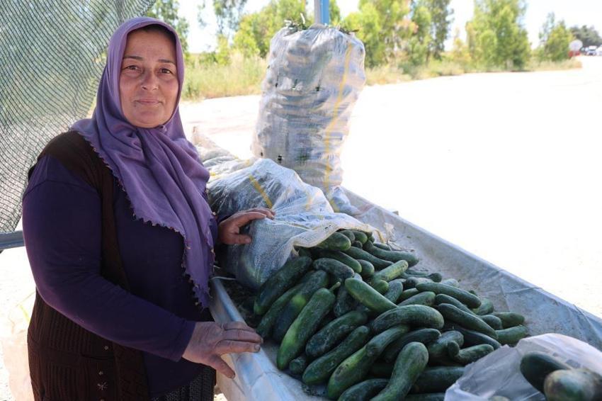 Adana'da ata tohumuyla yetiştiriliyor! 15 gün bozulmuyor, kilosu tezgahta 40 TL’ye çıktı