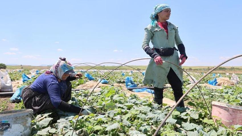 Adana'da ata tohumuyla yetiştiriliyor! 15 gün bozulmuyor, kilosu tezgahta 40 TL’ye çıktı