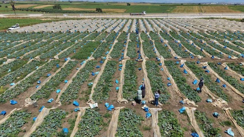 Adana'da ata tohumuyla yetiştiriliyor! 15 gün bozulmuyor, kilosu tezgahta 40 TL’ye çıktı