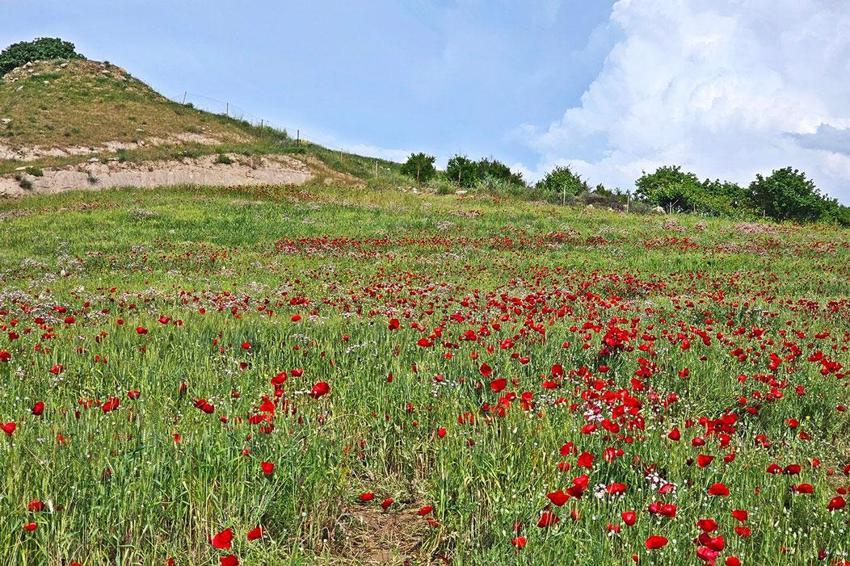 Şırnak'ta gelincikler açtı Akdizgin köyünde görsel şölen oluştu