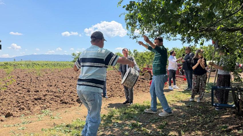 İznik'te sezonun ilk erik hasadı davul zurna eşliğinde göbek atarak yapıldı