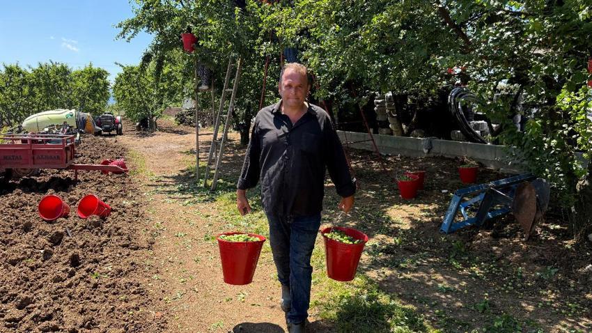 İznik'te sezonun ilk erik hasadı davul zurna eşliğinde göbek atarak yapıldı