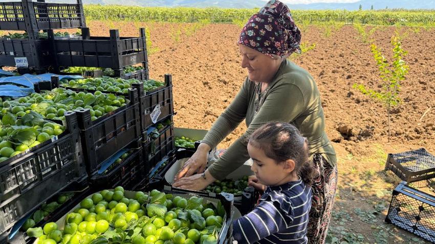 İznik'te sezonun ilk erik hasadı davul zurna eşliğinde göbek atarak yapıldı