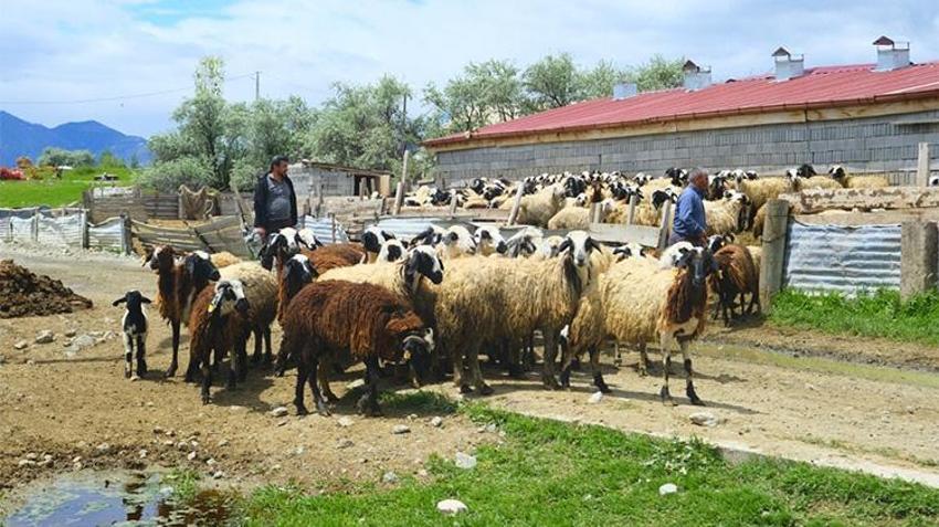 Kış bitti, yayla mesaisi başladı! Geleneksel lezzetin zorlu yolculuğu...