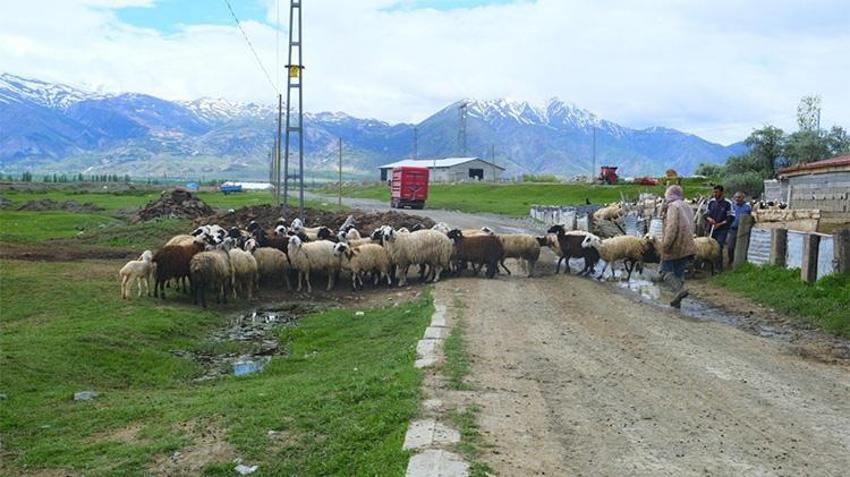 Kış bitti, yayla mesaisi başladı! Geleneksel lezzetin zorlu yolculuğu...