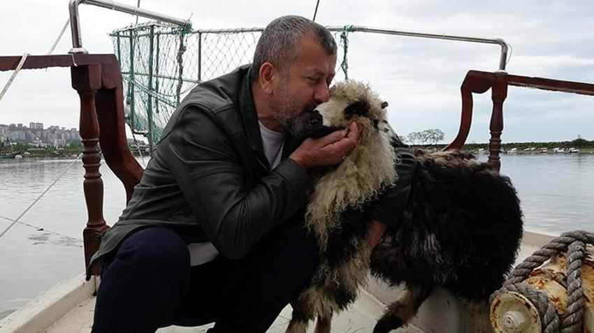 Müşteriler sırf onun için geliyor! Trabzon'da kendini kedi sanan kuzu Abbas, restoranın maskotu oldu