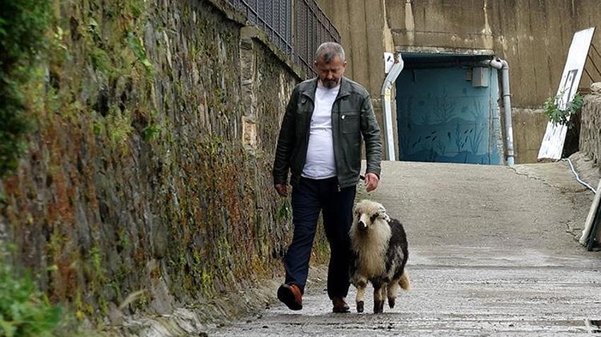 Müşteriler sırf onun için geliyor! Trabzon'da kendini kedi sanan kuzu Abbas, restoranın maskotu oldu