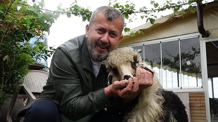 Müşteriler sırf onun için geliyor! Trabzon'da kendini kedi sanan kuzu Abbas, restoranın maskotu oldu